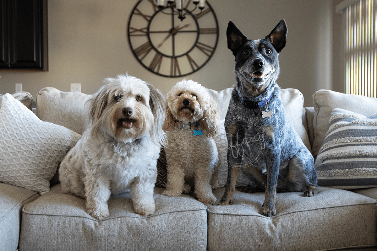 Cincinnati Ohio Photographer Photography Portraits Pictures Family Kids Children Child