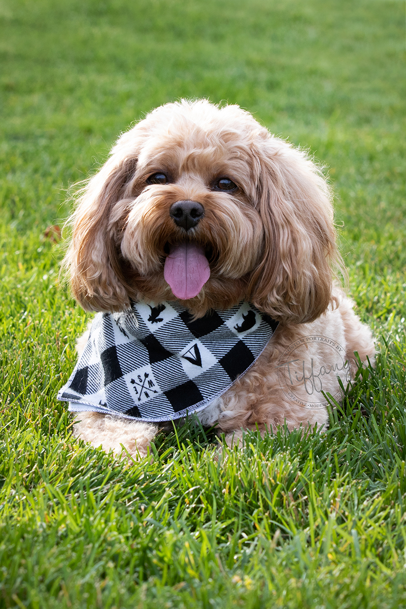 Cincinnati Ohio Photographer Photography Portraits Pictures Family Kids